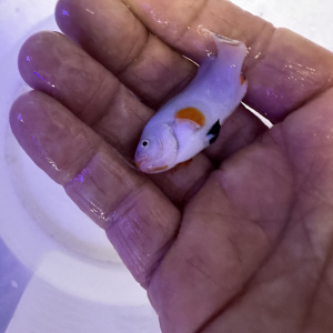 Platinum-Amphiprion Percula